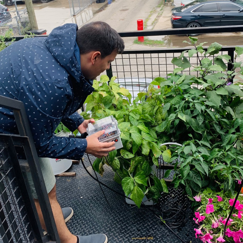 Growing Collard Greens in the Home Garden - Attainable Sustainable®