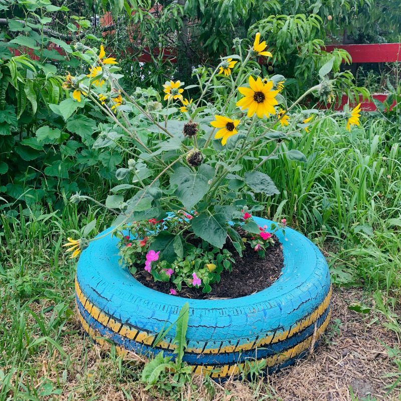 Growing Collard Greens in the Home Garden - Attainable Sustainable®